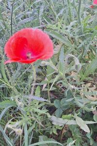 Coquelicot