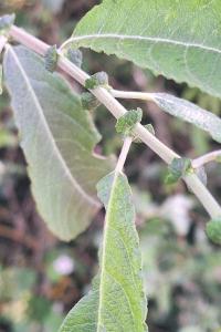 <i>Salix</i>
