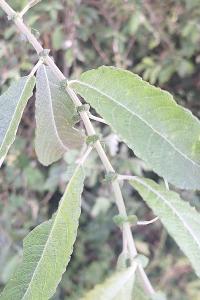 <i>Salix</i>
