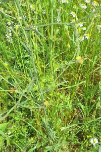 Herbe aux chantres