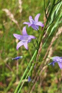 Campanule raiponce