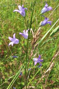 Campanule raiponce