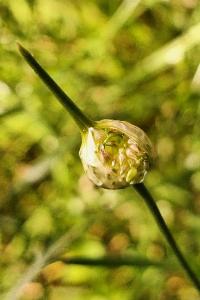 Ail des vignes