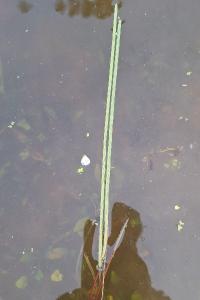 Étoile d'eau