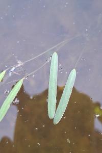 Étoile d'eau