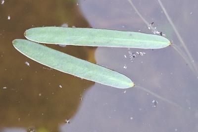 Étoile d'eau