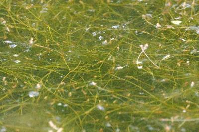 Potamot filiforme