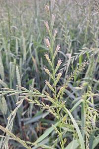 Ivraie multiflore