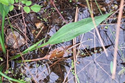Plantain d'eau à feuilles lancéolées