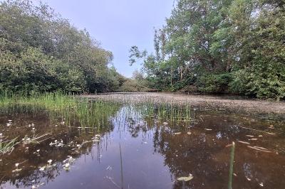 Scirpe des marais