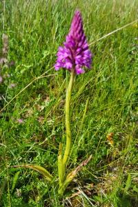 Orchis pyramidal
