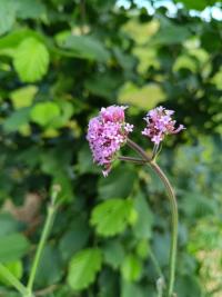 Verveine