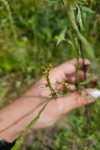 Herbe aux chantres
