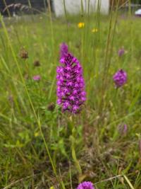Orchis pyramidal