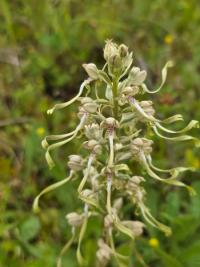 Orchis bouc