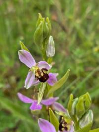 Ophrys abeille
