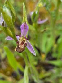 Ophrys abeille