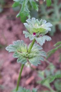 Lamier amplexicaule