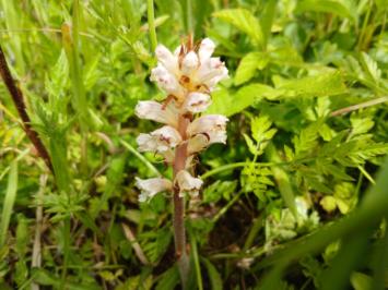 Orobanche de la picride