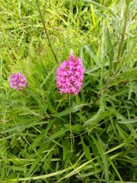 Orchis pyramidal
