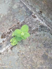 Menthe à feuilles rondes
