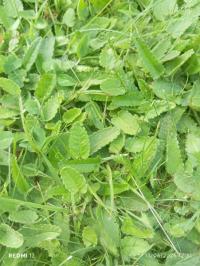Épiaire officinale