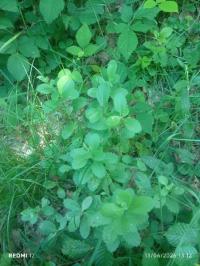 Herbe de saint Jean