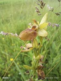 Ophrys araignée