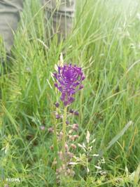 Muscari à toupet