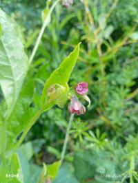 <i>Cynoglossum</i>