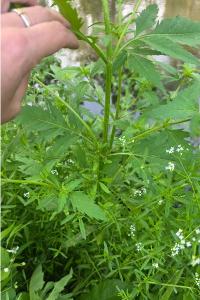 Bident trifolié