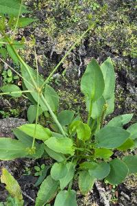 Grand plantain d'eau 