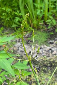 Grand plantain d'eau 