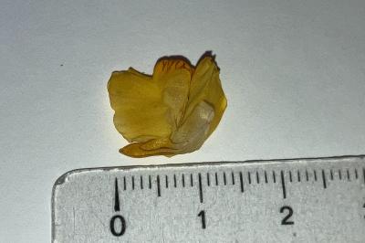 Utriculaire vulgaire