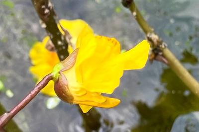 Utriculaire vulgaire
