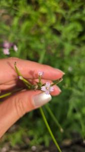 <i>Epilobium</i>
