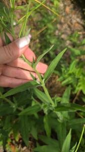 <i>Epilobium</i>