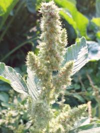 <i>Amaranthus</i>