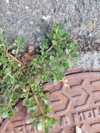 Pourpier cultivé