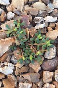 Pourpier cultivé