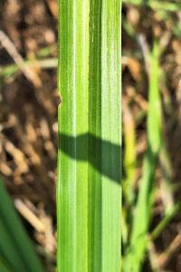 <i>Carex</i>