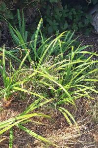 <i>Carex</i>