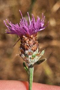 Centaurée de Timbal-Lagrave
