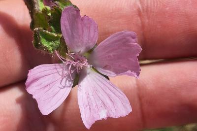 Mauve musquée