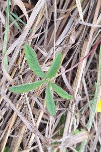 Potentille rampante