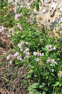 Saponaire officinale