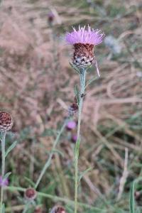 Centaurea grp. decipiens