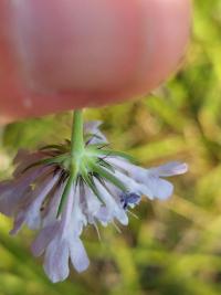 Scabieuse colombaire
