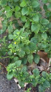 Mélisse officinale