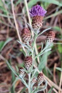Centaurea grp. decipiens